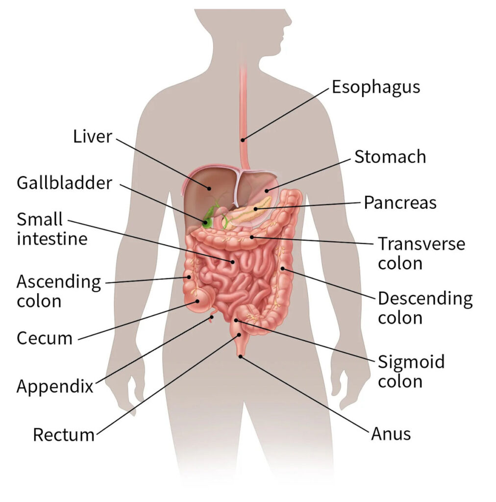 digestive-system-detailed