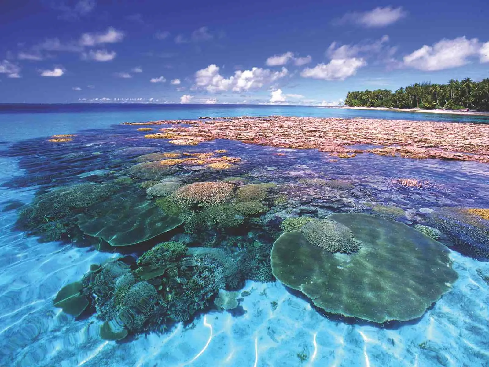 Beautiful corals in shallow reef Marshall Islands Majuro Atoll
