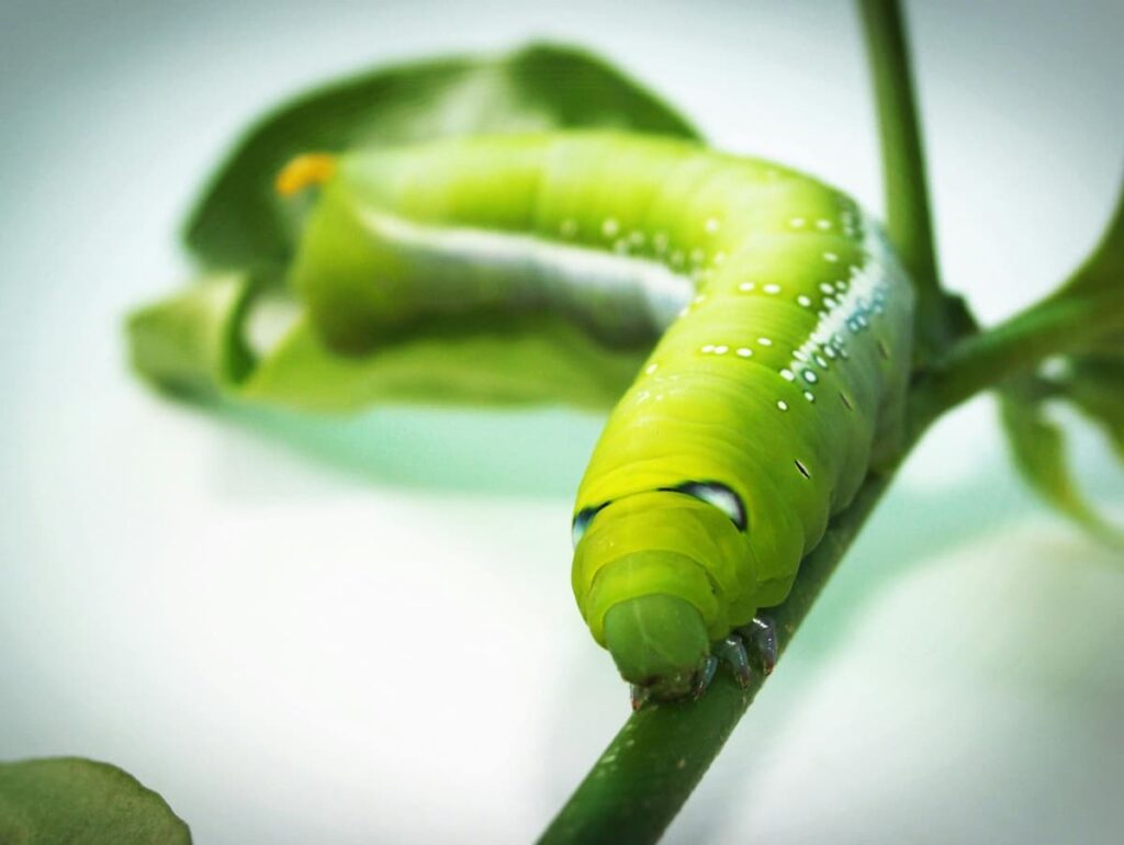 green animated worm image on a green stem