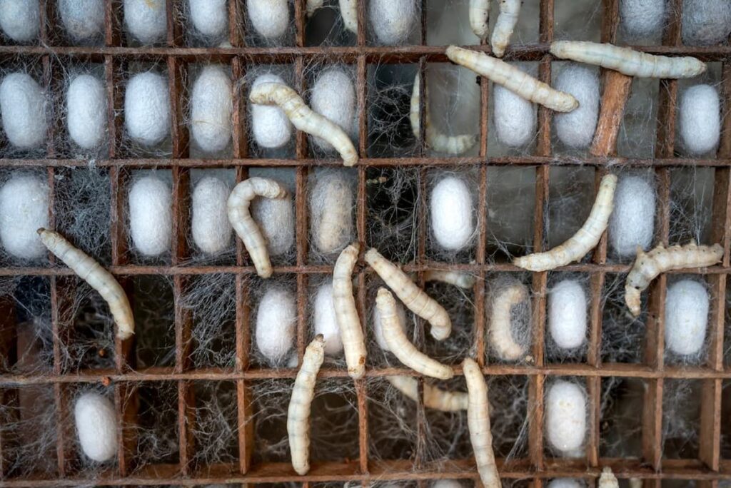 silkworm and their cocoons breeding Silkworm Farming